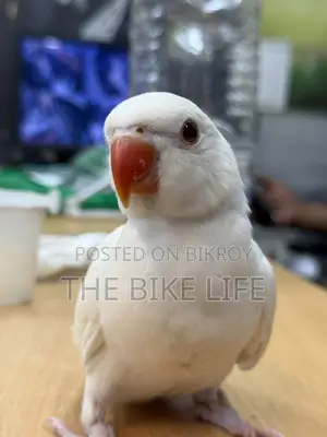 Ringneck Baby