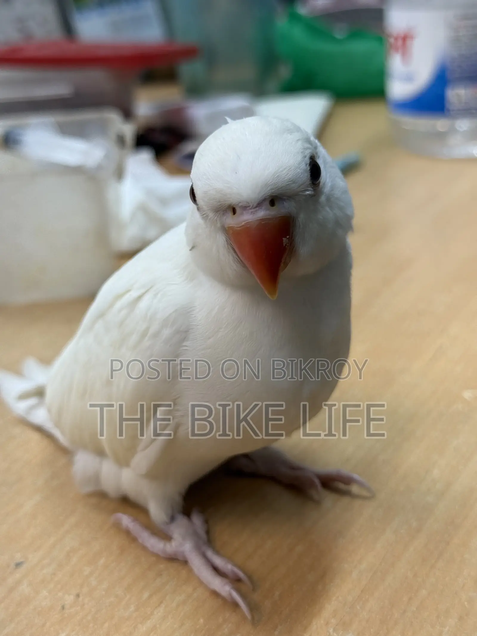 Ringneck Baby