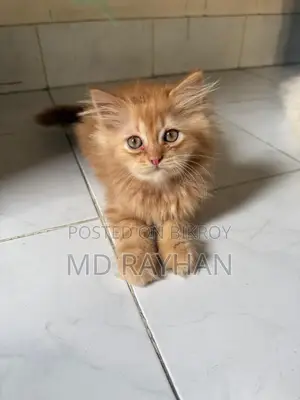 1-3 Months Female Purebred Persian