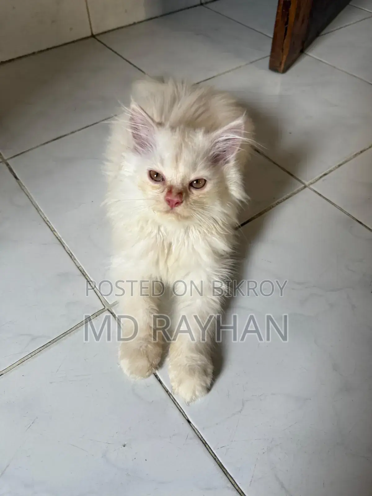 1-3 Months Female Purebred Persian