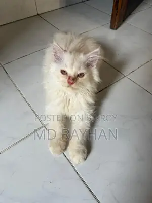 1-3 Months Female Purebred Persian