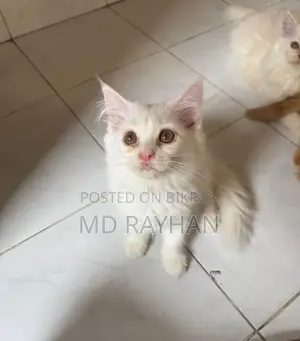 1-3 Months Female Purebred Persian