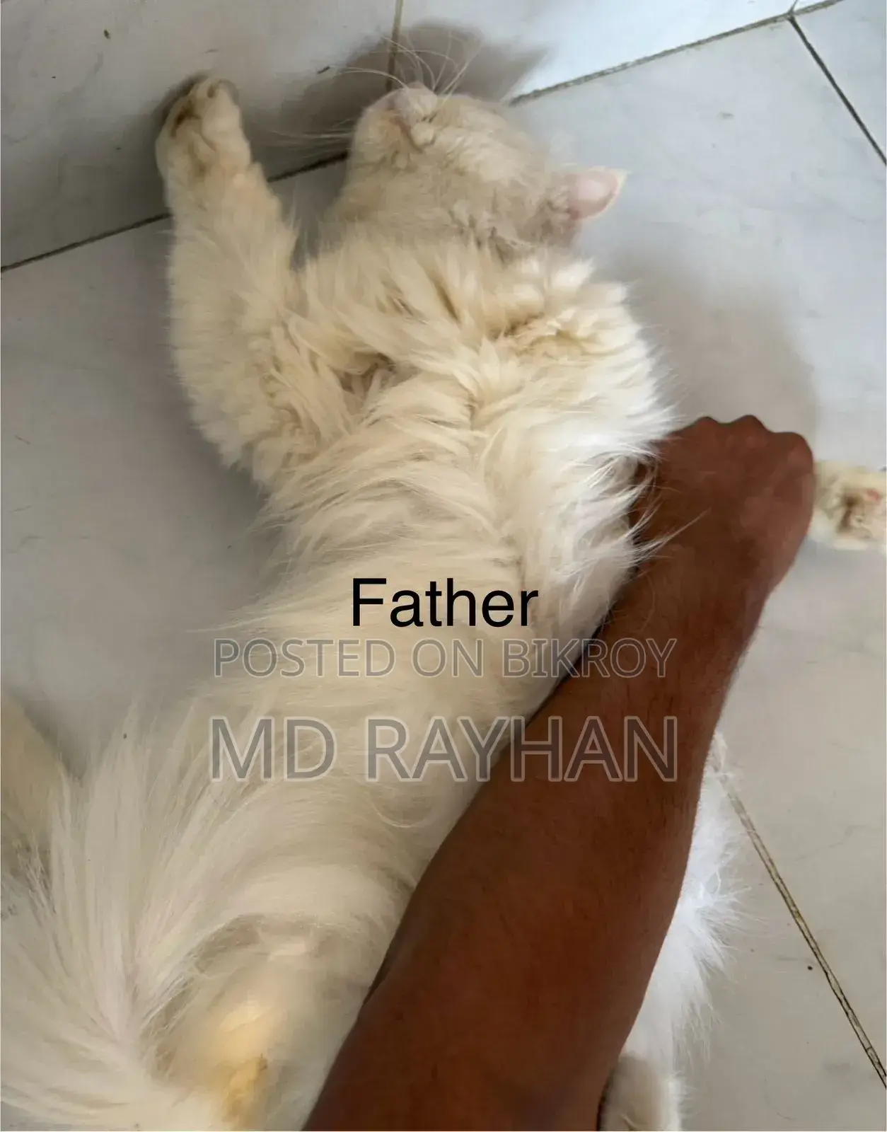 1-3 Months Female Purebred Persian