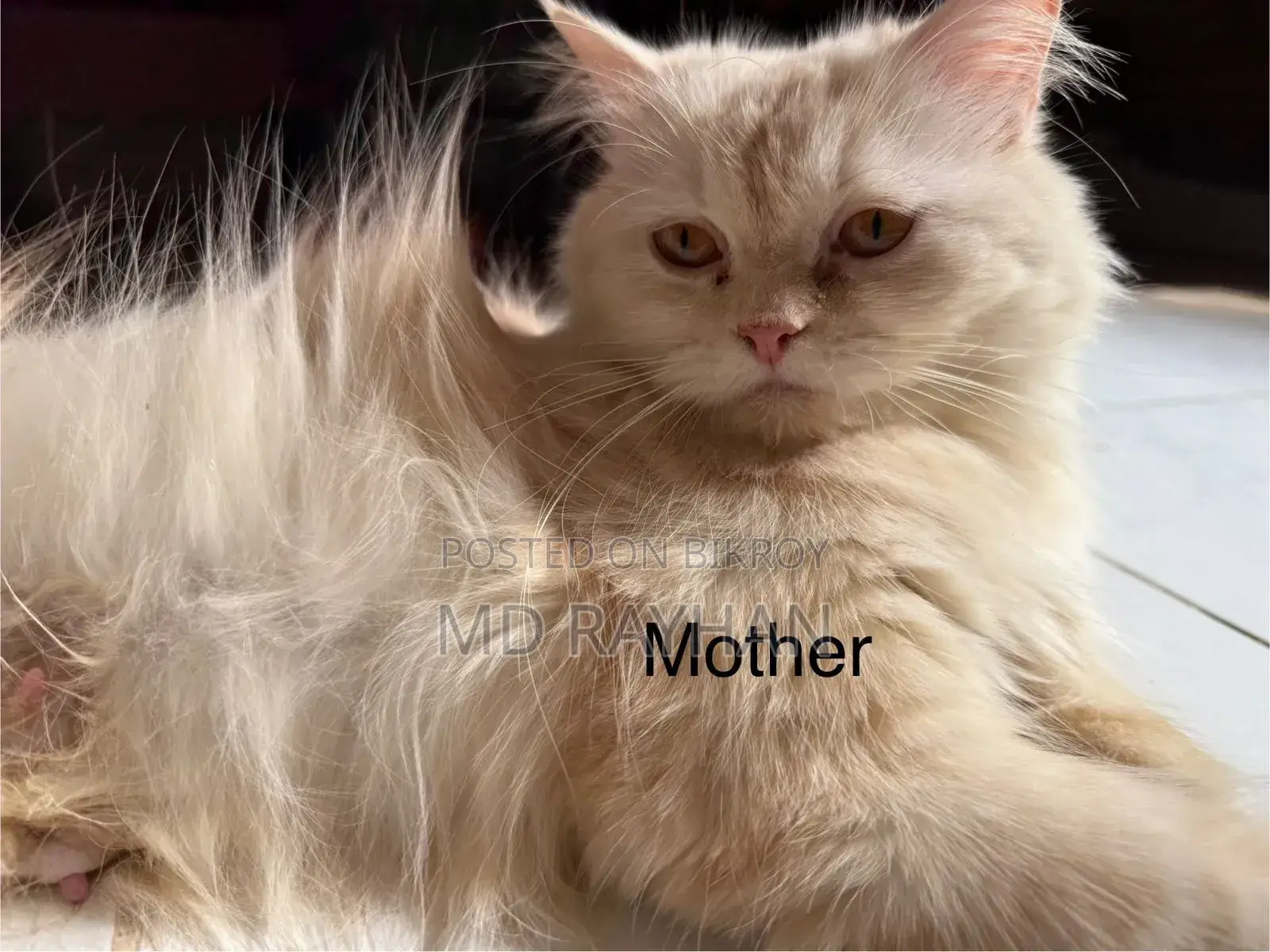 1-3 Months Female Purebred Persian