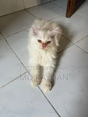 1-3 Months Male Purebred Persian