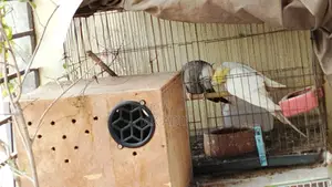 Lutino Female And White Face Male Cockatiel With Breading Box And Cage