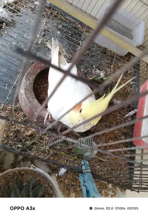 Lutino Female And White Face Male Cockatiel With Breading Box And Cage