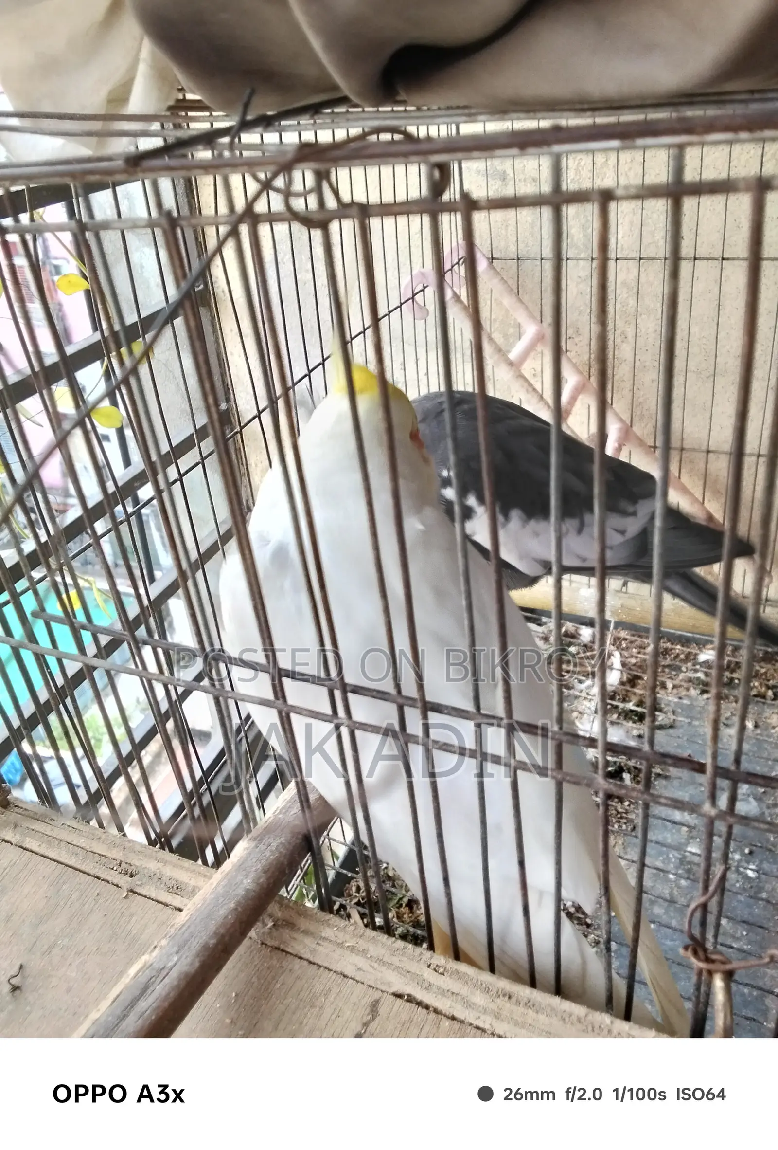 Lutino Female And White Face Male Cockatiel With Breading Box And Cage