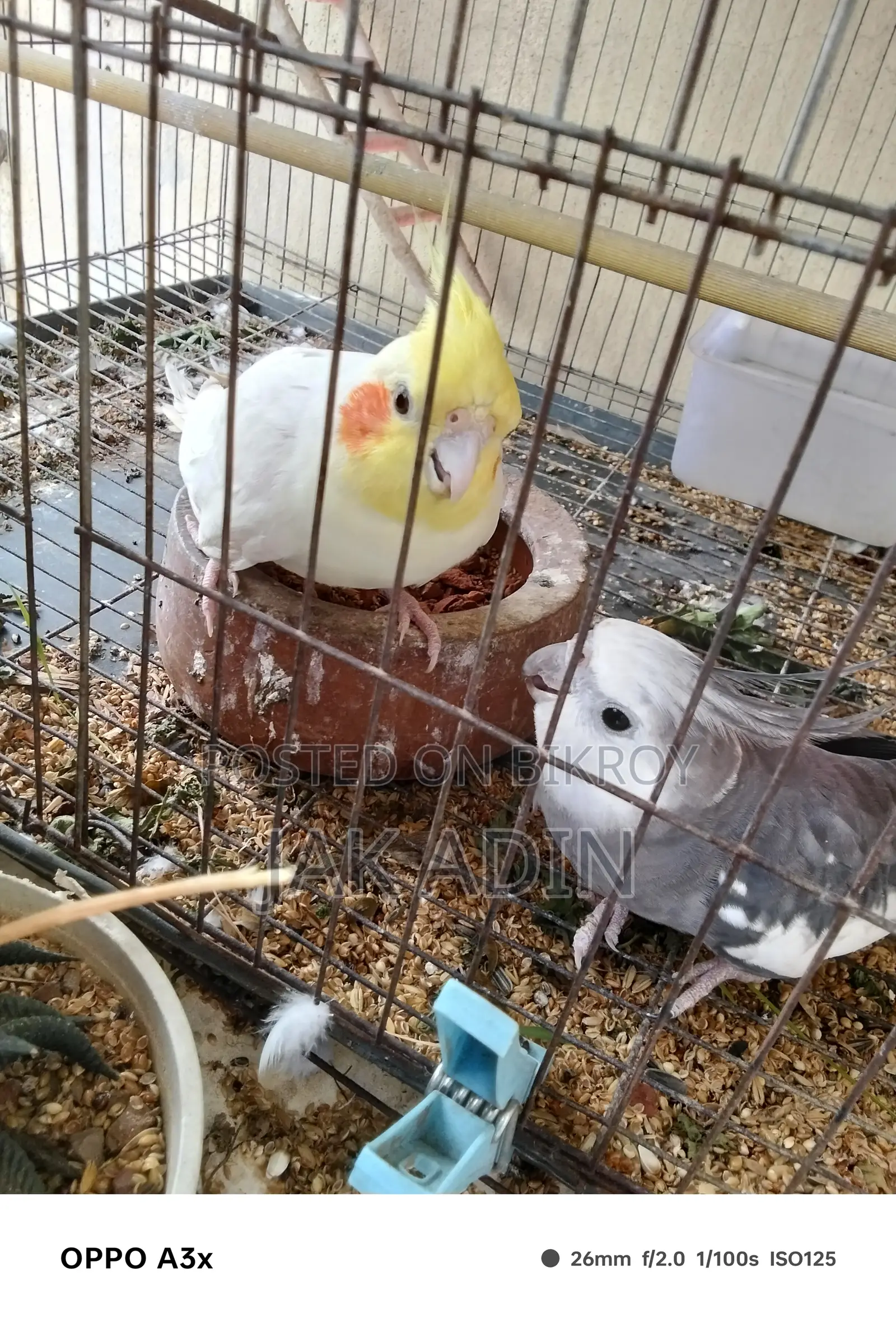 Lutino Female And White Face Male Cockatiel With Breading Box And Cage