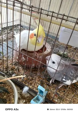 Lutino Female And White Face Male Cockatiel With Breading Box And Cage