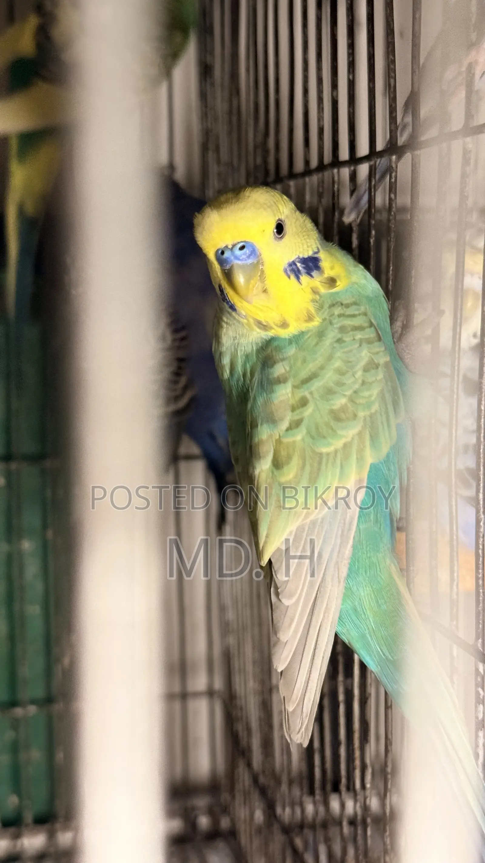 English Blood Line Jp Split Rainbow Budgies/Bazri