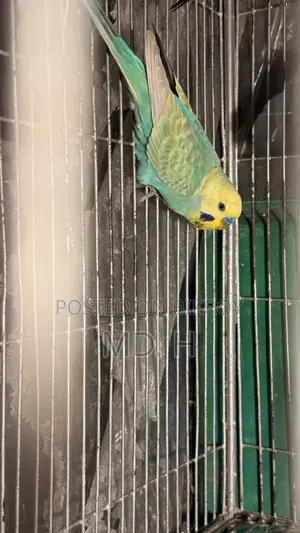 English Blood Line Jp Split Rainbow Budgies/Bazri