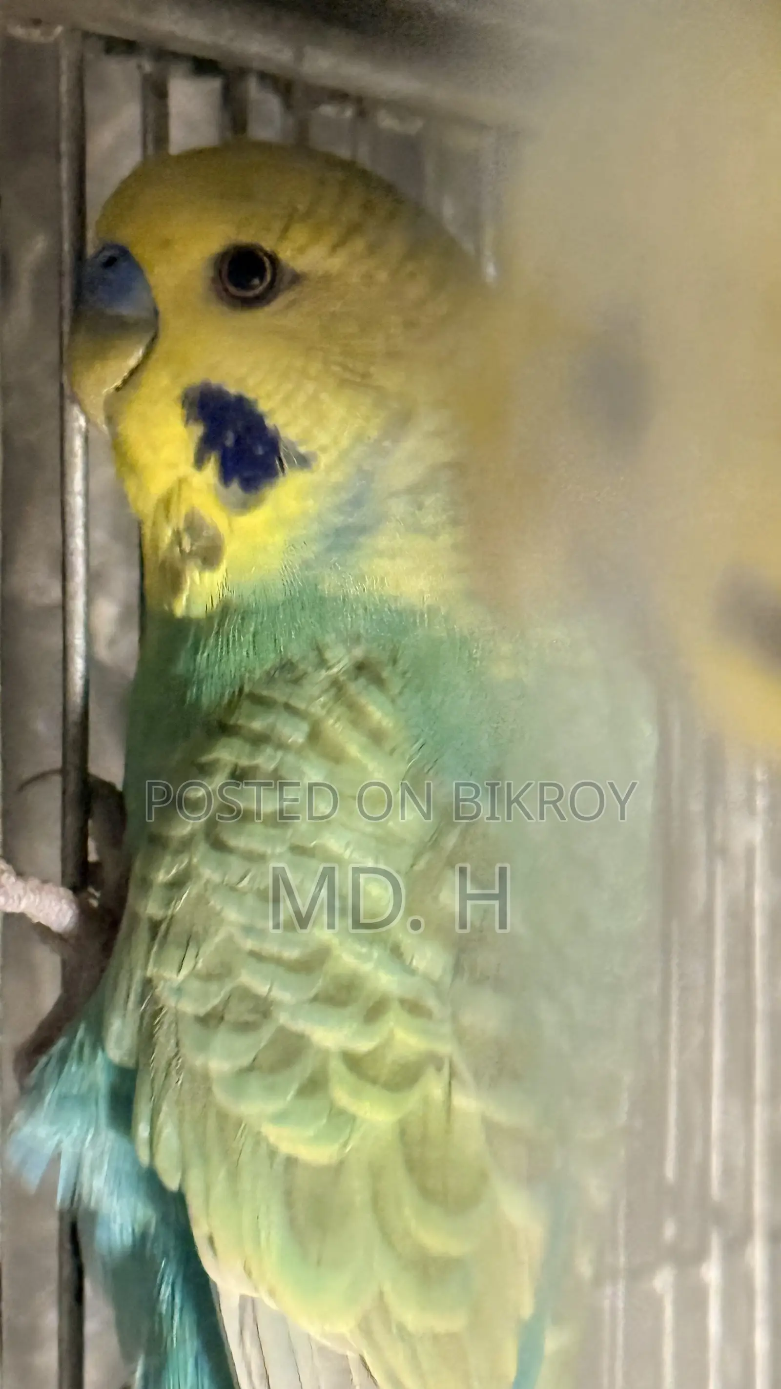 English Blood Line Jp Split Rainbow Budgies/Bazri