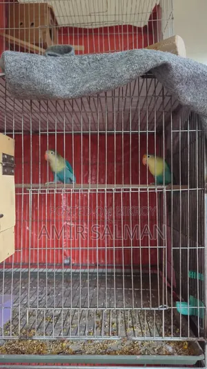 Love Birds