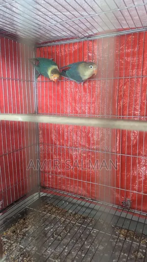 Love Birds