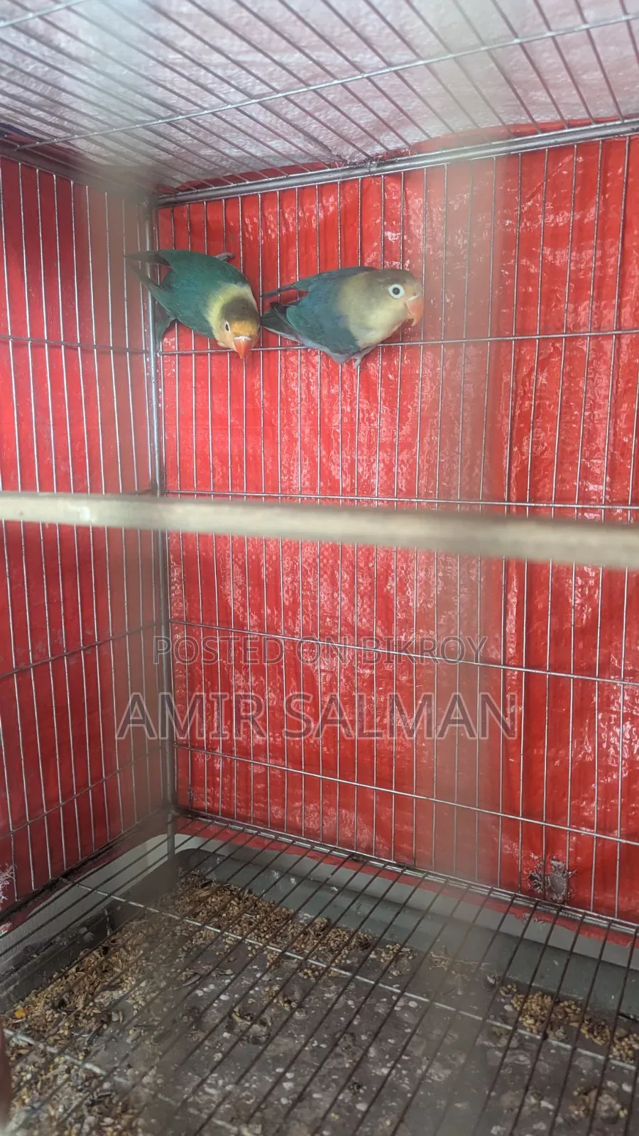 Love Birds