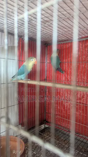 Love Birds