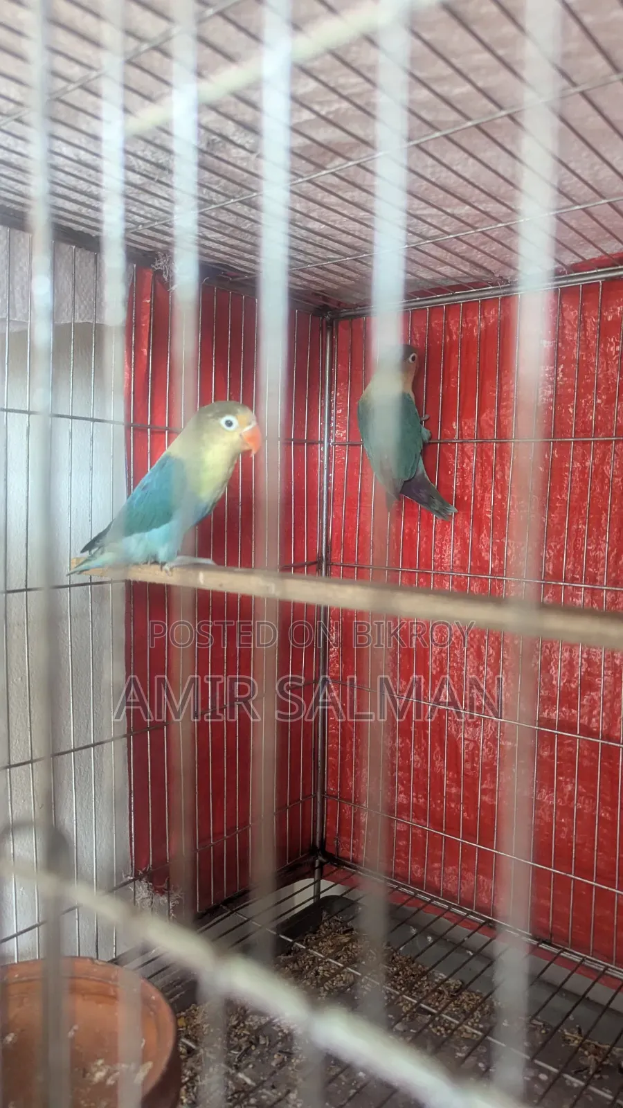 Love Birds