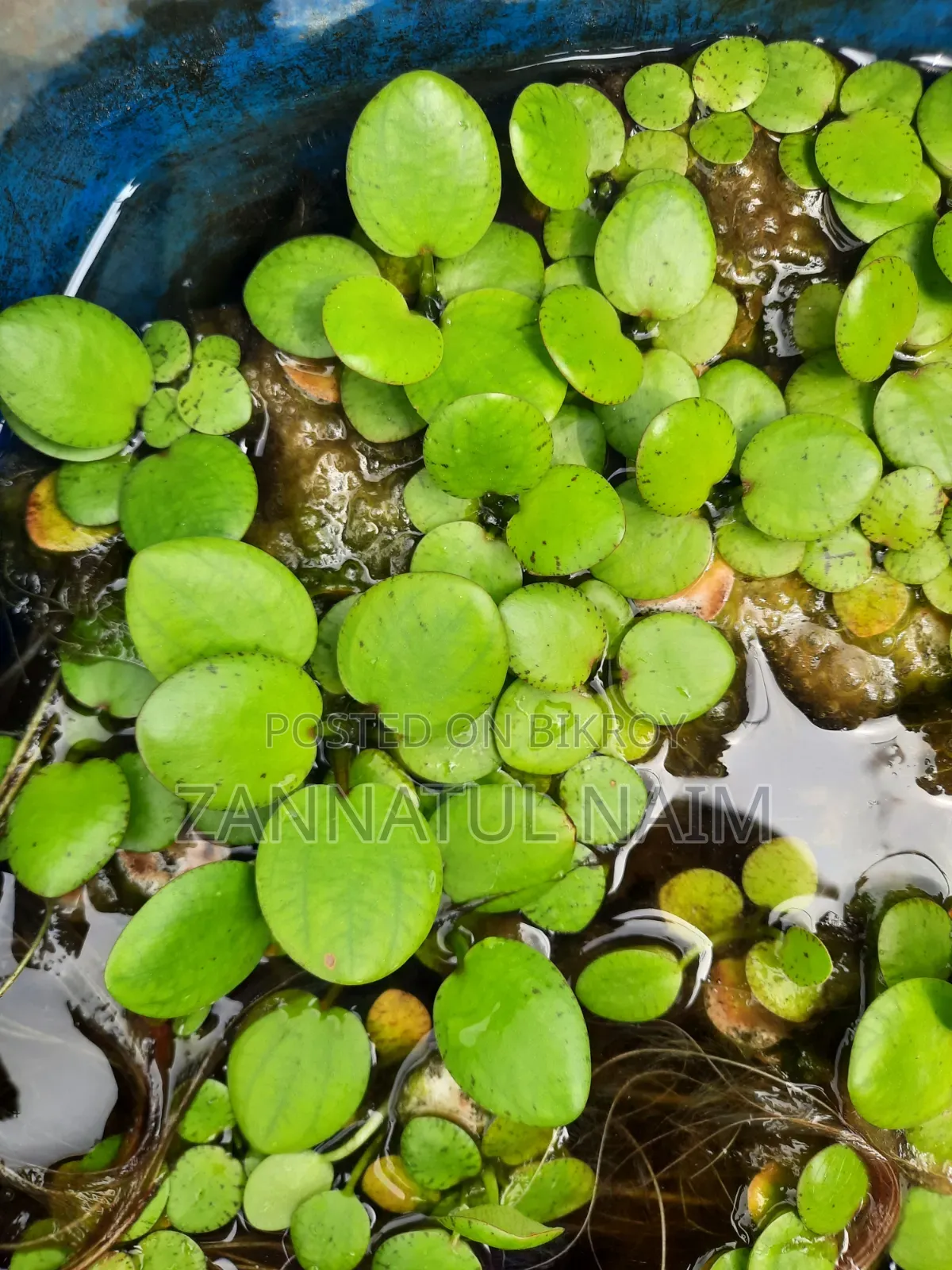 Aquarium Fish Food