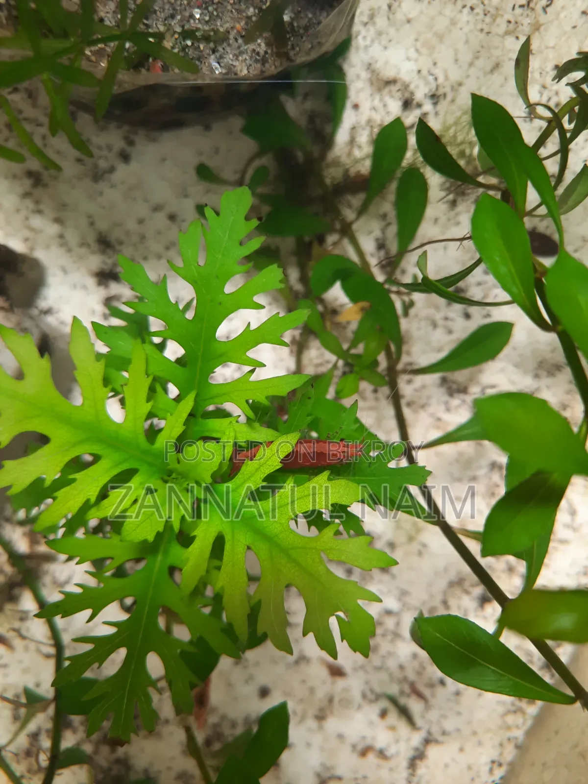 Aquarium Fish Food