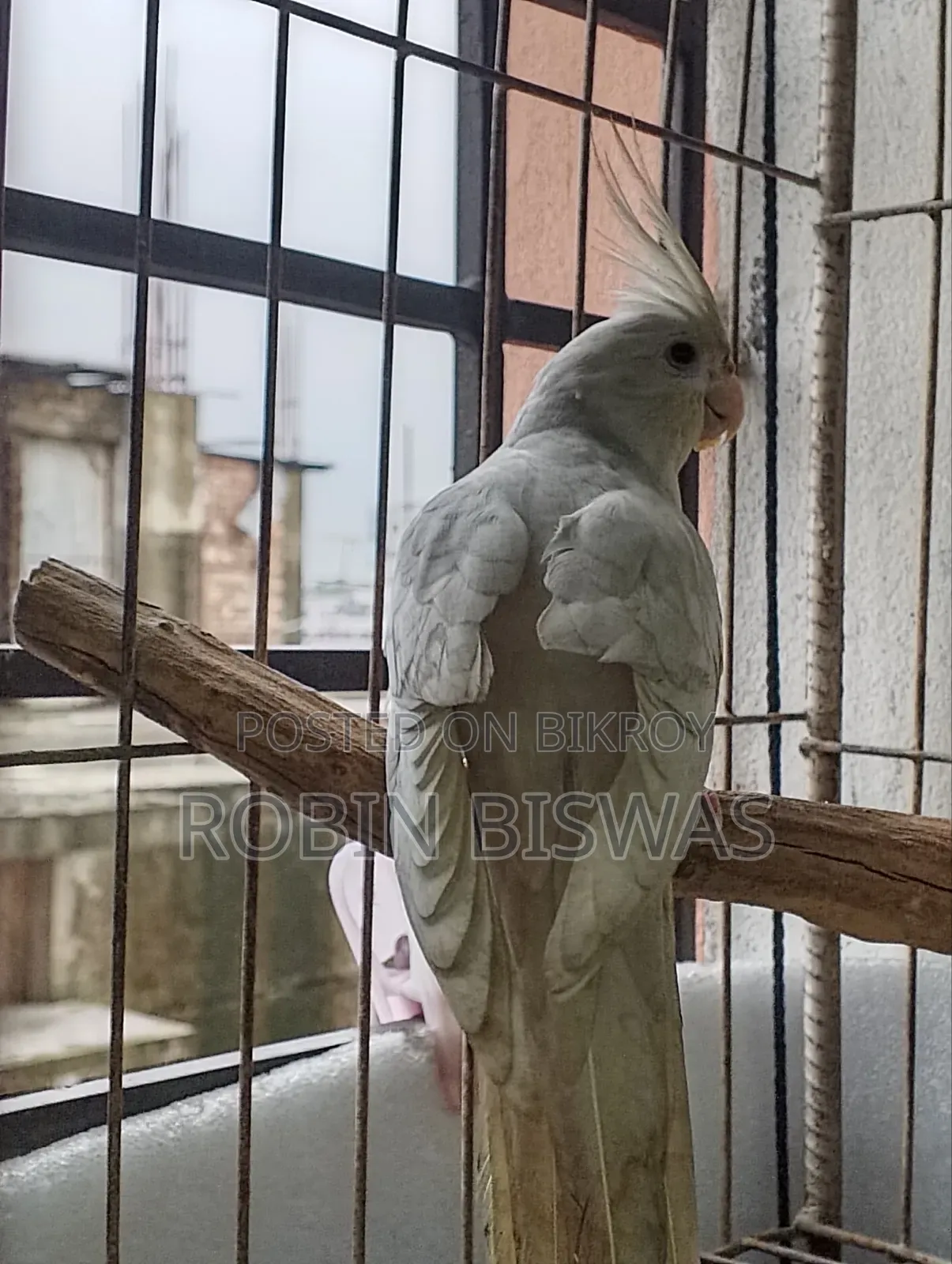 Albino Female Cockatiel