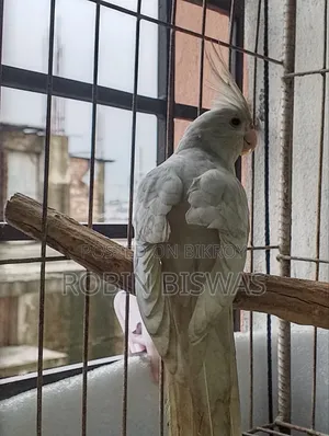 Albino Female Cockatiel