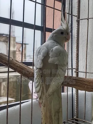 Albino Female Cockatiel
