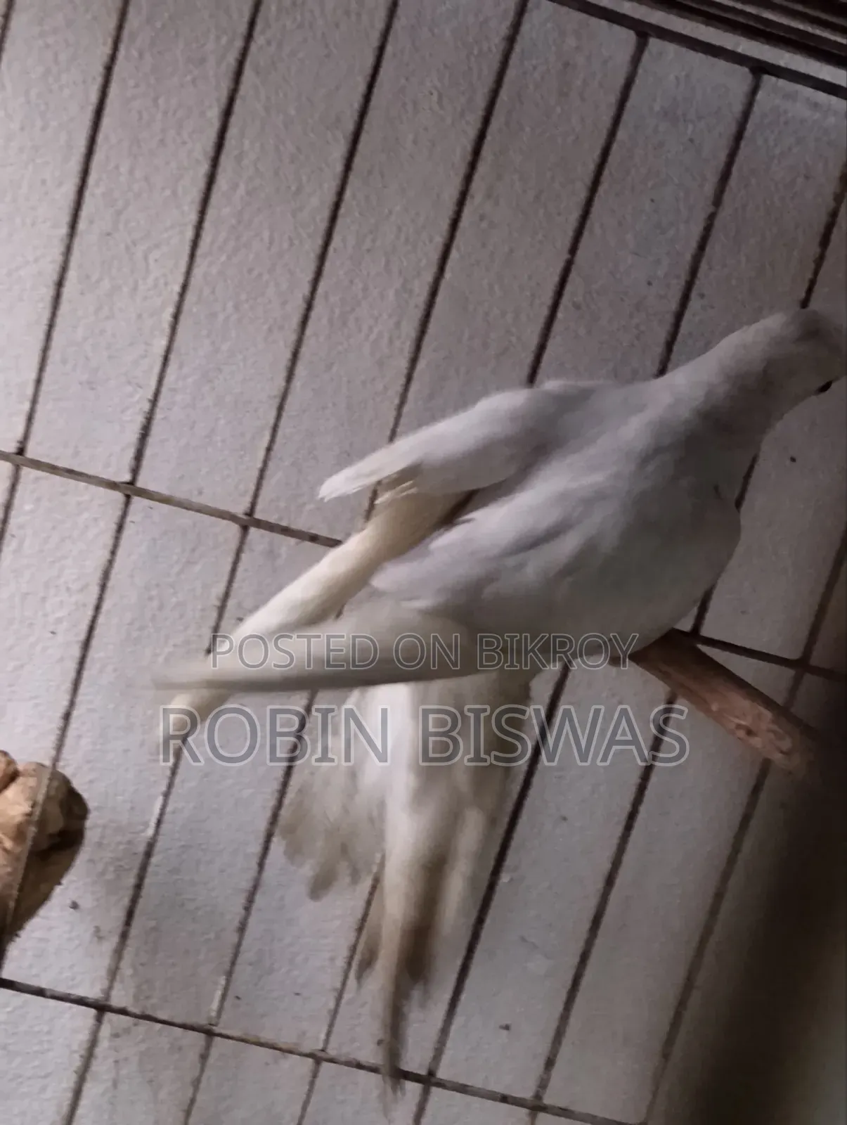 Albino Female Cockatiel
