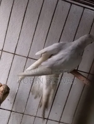 Albino Female Cockatiel
