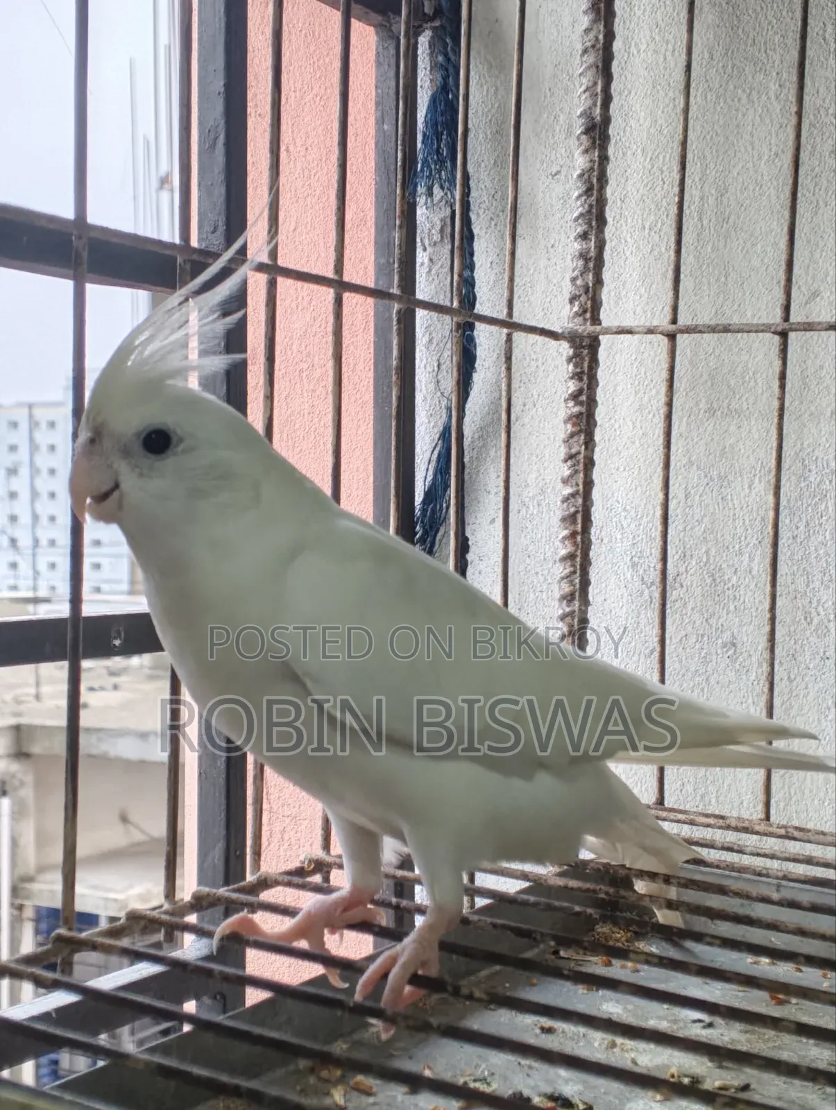 Albino Male Cockatiel