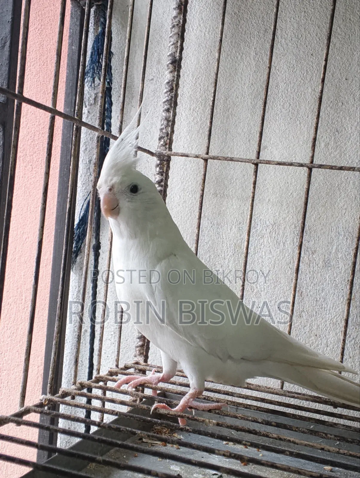 Albino Male Cockatiel