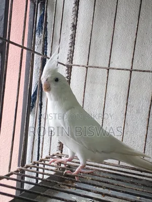 Albino Male Cockatiel