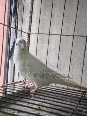 Albino Male Cockatiel
