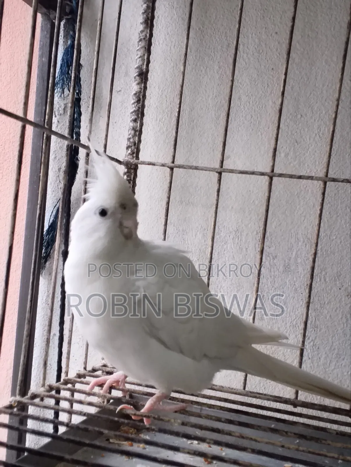 Albino Male Cockatiel