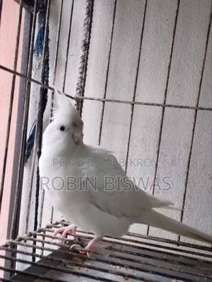 Albino Male Cockatiel