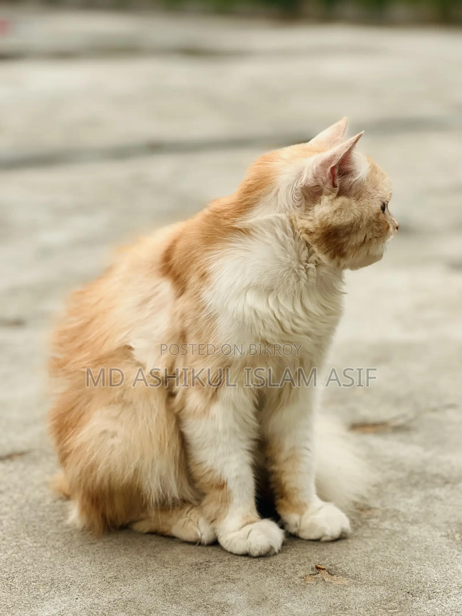 6-12 Months Male Purebred Persian