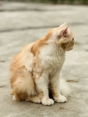 6-12 Months Male Purebred Persian