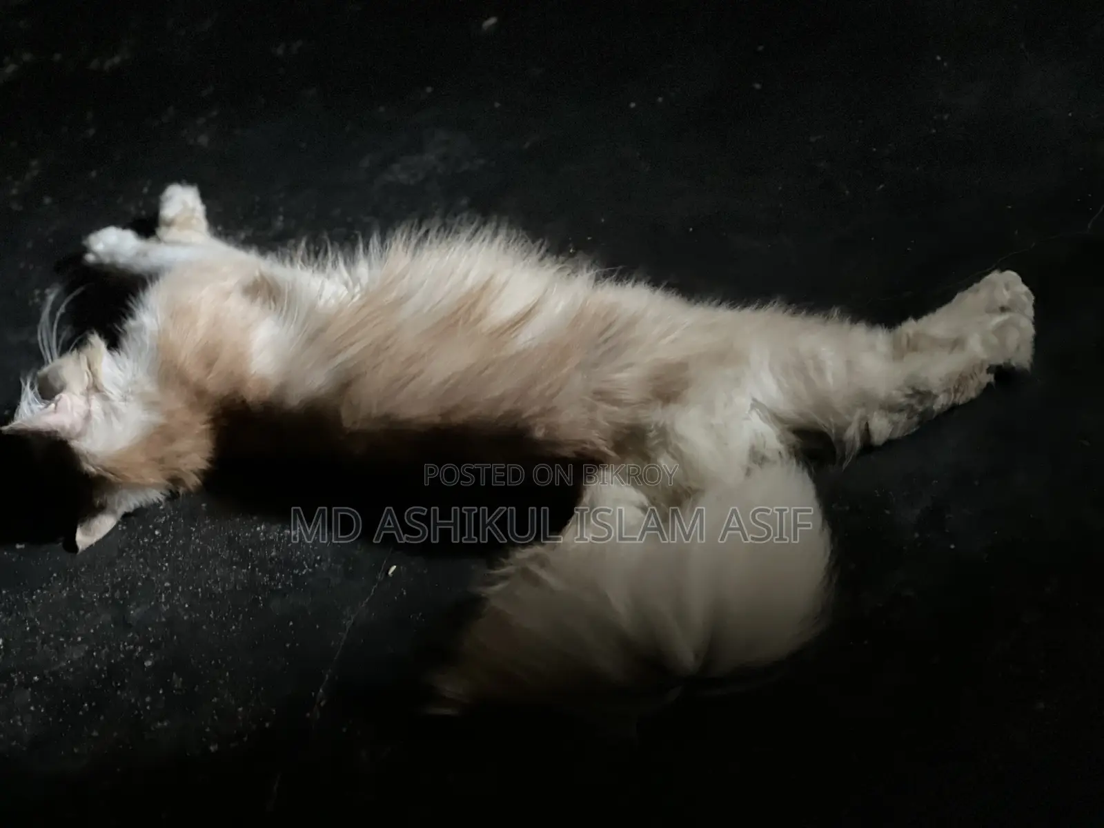6-12 Months Male Purebred Persian