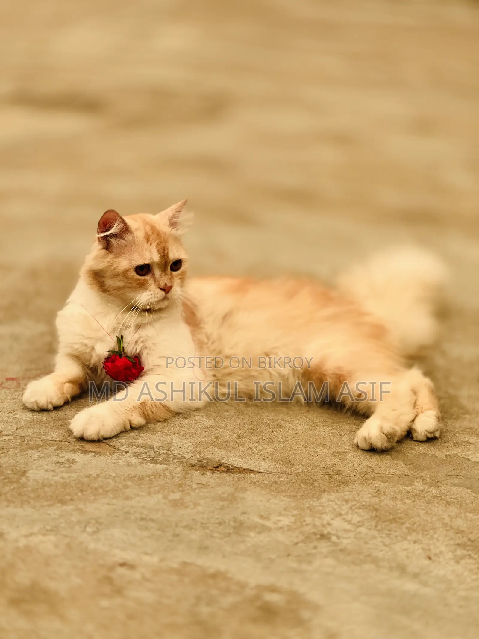 6-12 Months Male Purebred Persian