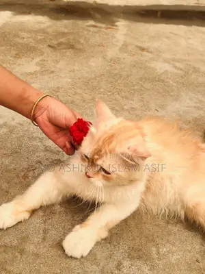 6-12 Months Male Purebred Persian