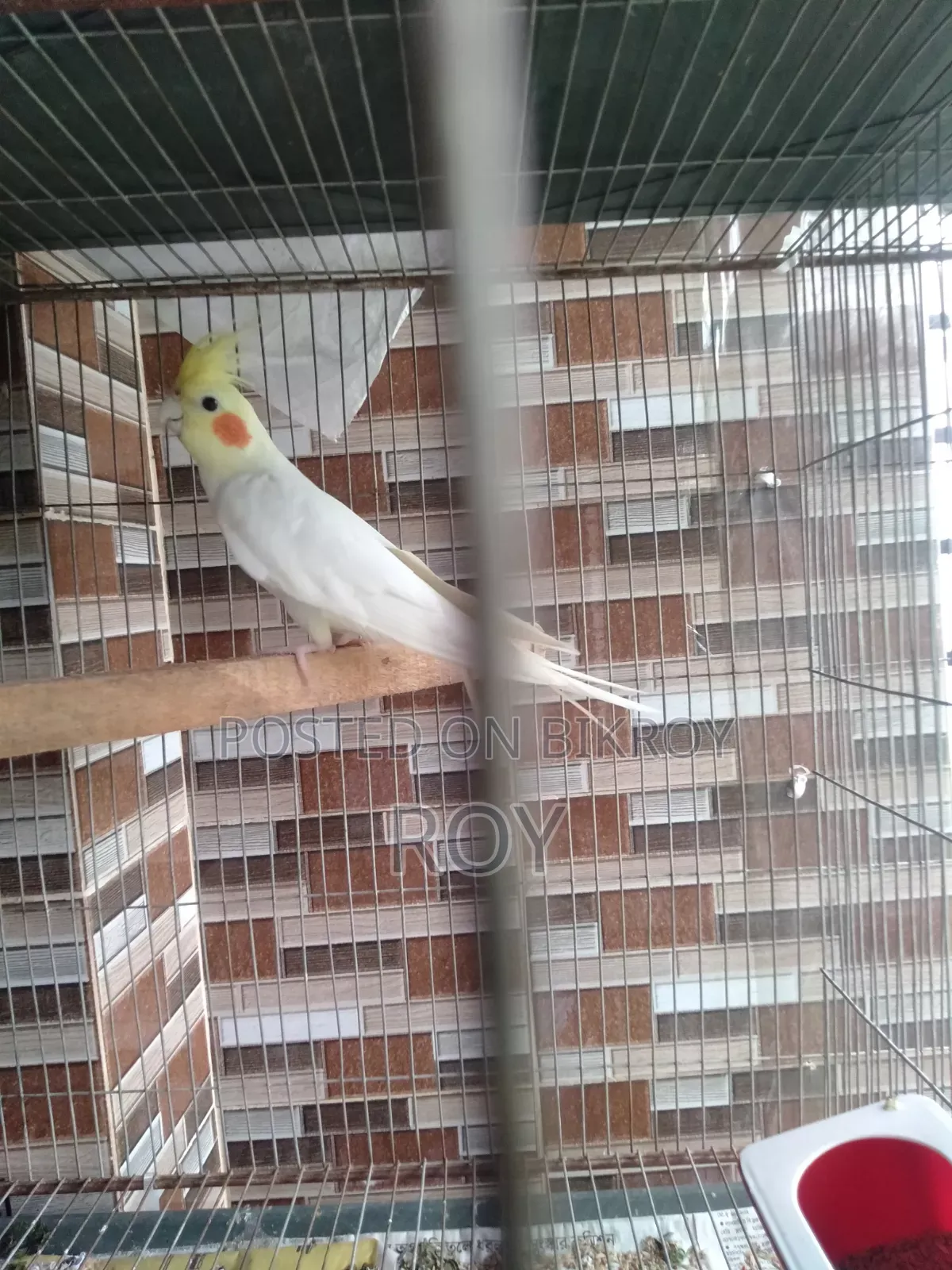 Cockatiel Male for sale or exchange with female