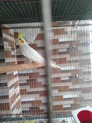 Cockatiel Male for sale or exchange with female