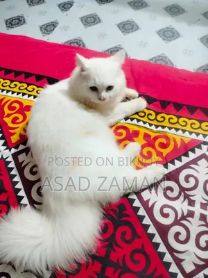 3-6 Months Male Purebred Persian