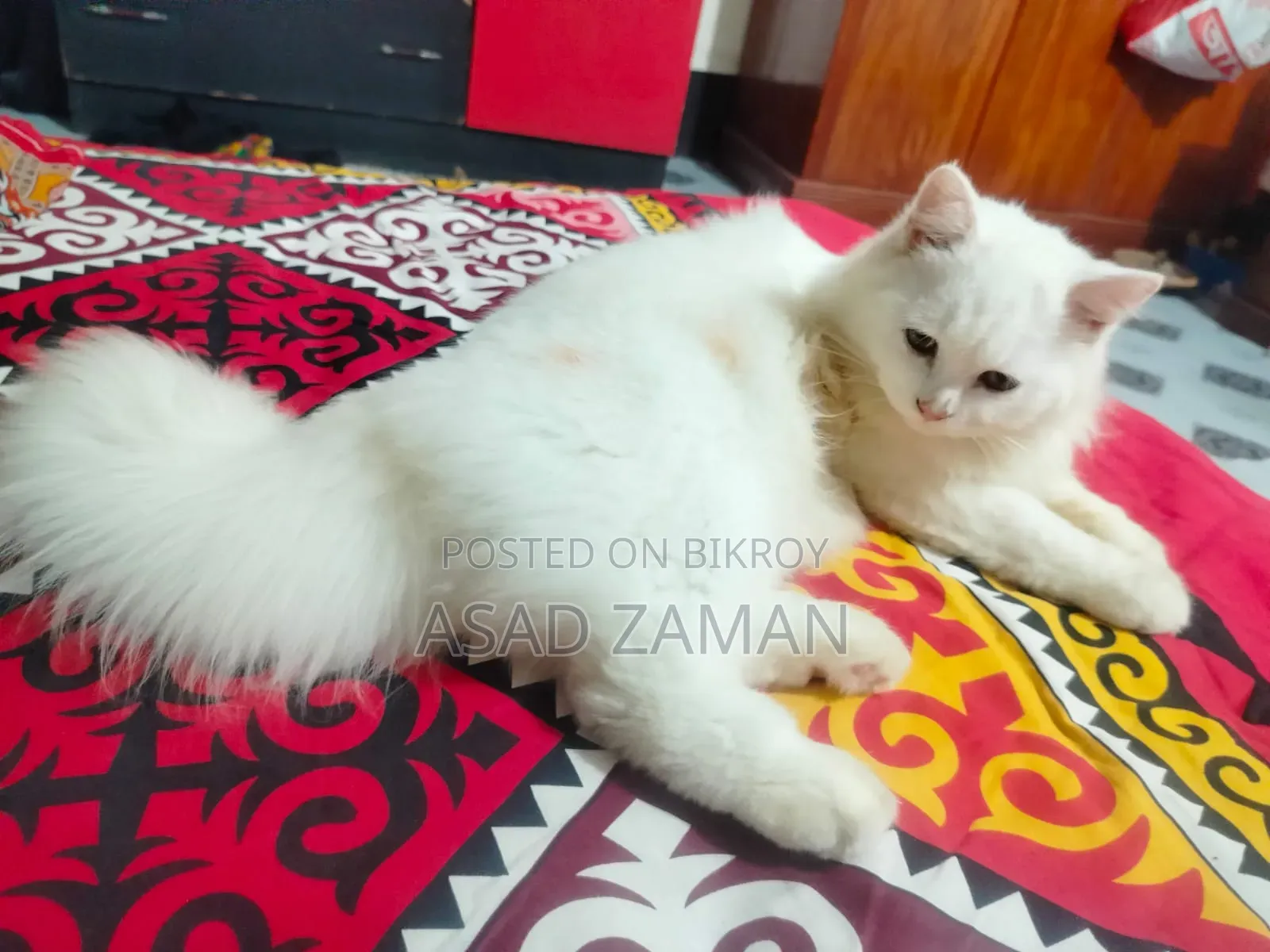 3-6 Months Male Purebred Persian