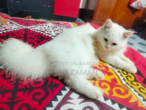 3-6 Months Male Purebred Persian