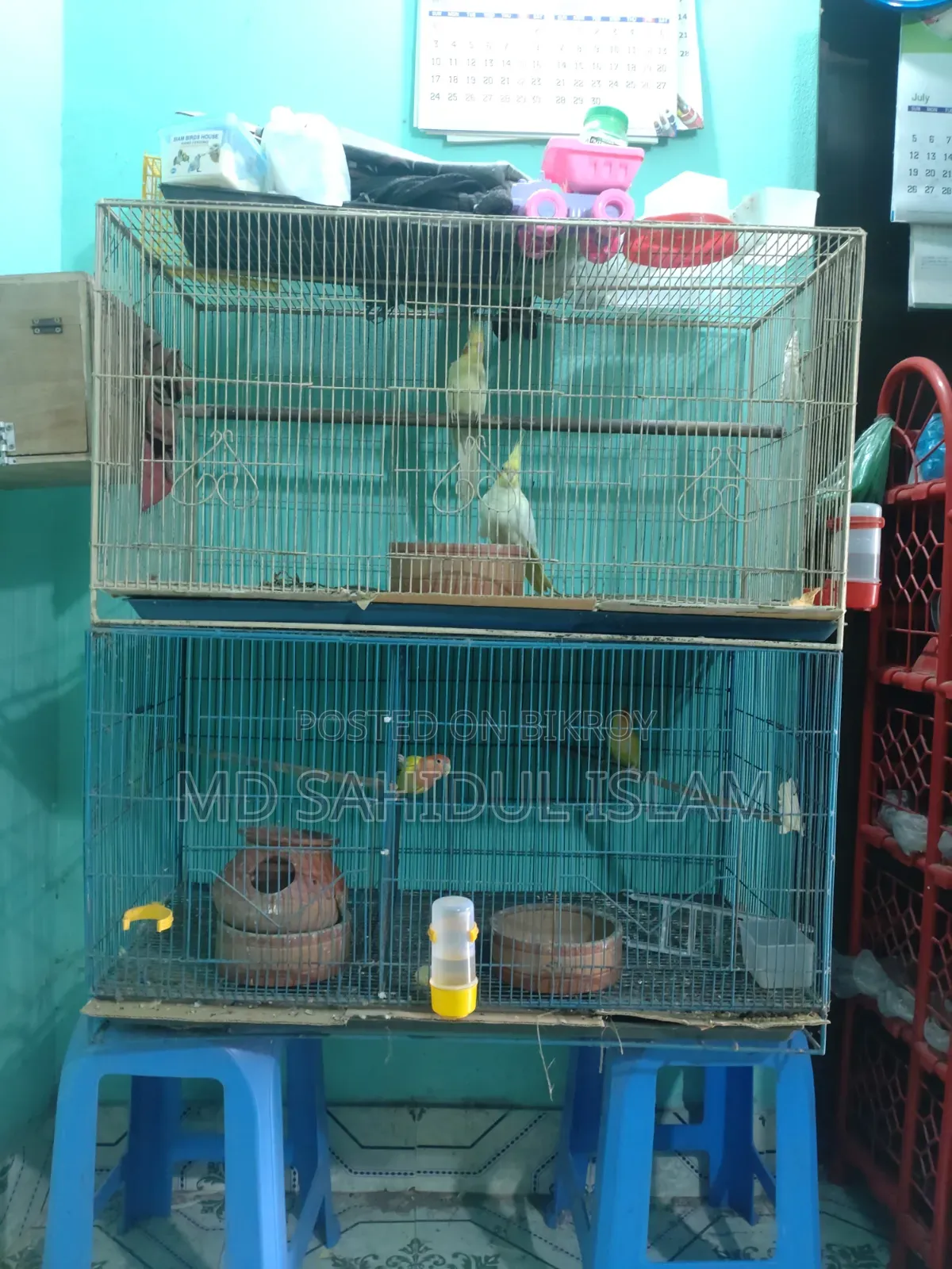 Birds for sale with cage
