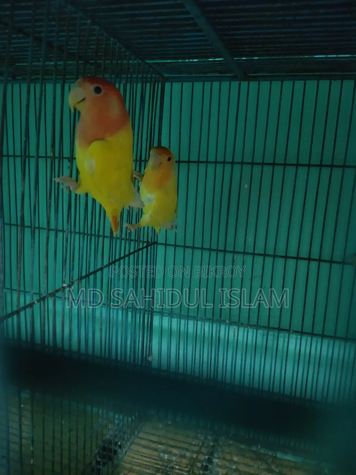 Birds for sale with cage