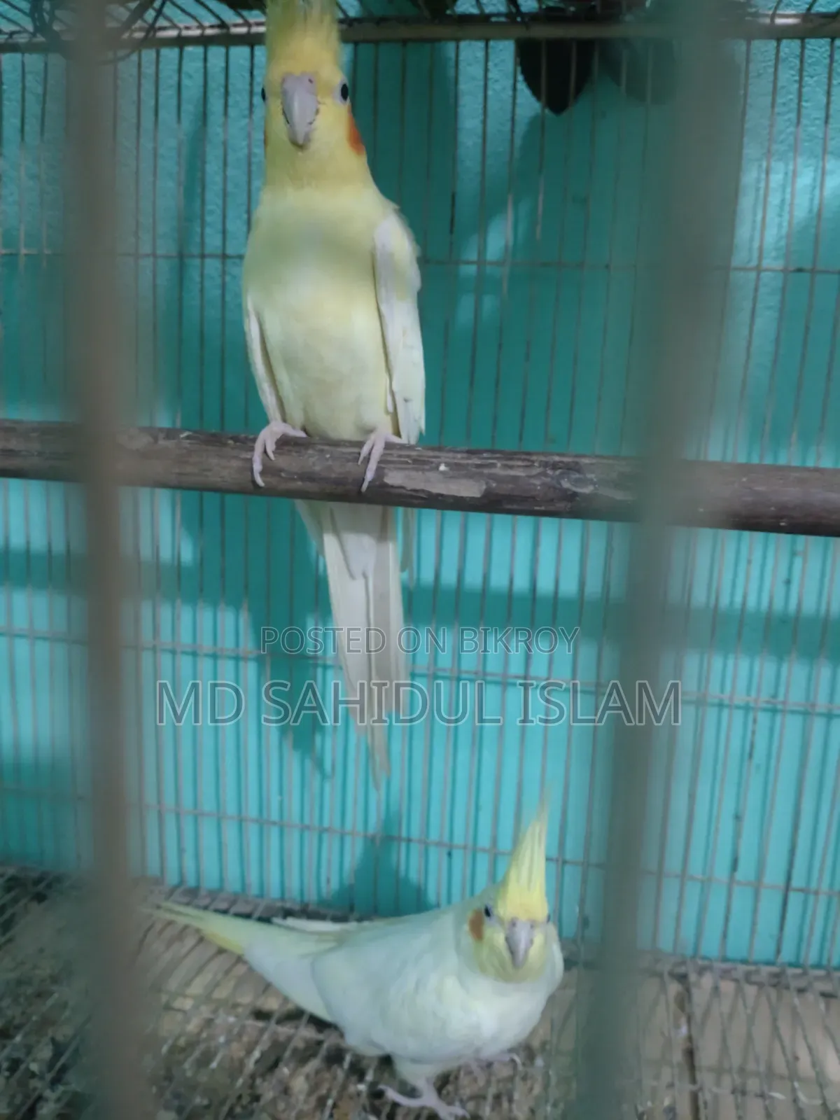 Birds for sale with cage