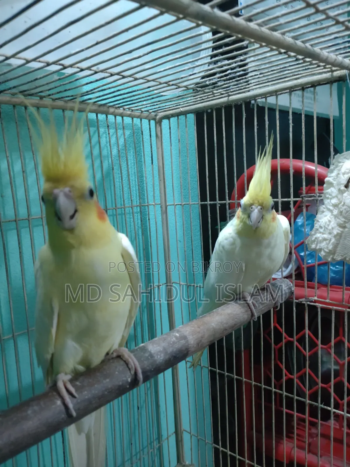 Birds for sale with cage