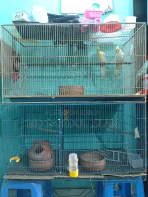 Birds for sale with cage